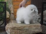 Male and female Pomeranian puppies for sale. - foto 2
