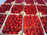 Клубника - foto 3