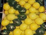 Лимон - photo 6