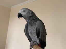 Loros grises africanos criados a mano. 11 meses de edad.