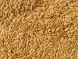Manufacturer sells: golden confectionary flax - photo 1