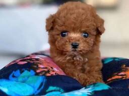 Любители миниатюрных и той-пуделей,