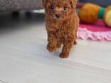 Любители миниатюрных и той-пуделей, - photo 1