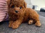 Любители миниатюрных и той-пуделей, - photo 2