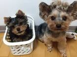 Male and female Yorkshire terriers puppies for sale - photo 3
