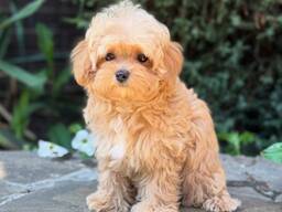 Maltipoo F1 puppies looking for forever homes