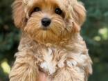 Maltipoo F1 puppies looking for forever homes - фото 2