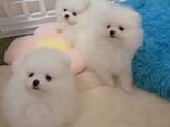 Meet our two absolutely adorable Pomeranian puppies - foto 1