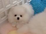 Meet our two absolutely adorable Pomeranian puppies - foto 2