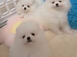Meet our two absolutely adorable Pomeranian puppies - foto 3