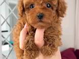MINIATURE toy poodle puppies for sale - photo 1