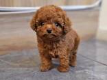 MINIATURE toy poodle puppies for sale - photo 2