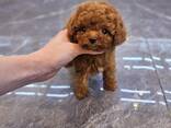 MINIATURE toy poodle puppies for sale - photo 3