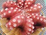 Мороженные морепродукты и рыба в Испанию от завода из Китая - фото 7