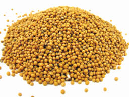 Mostaza en grano, Cilantro, Mostaza en polvo