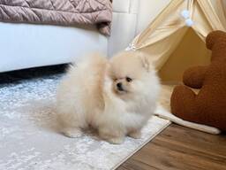 Our beautiful Pomeranian puppies are looking for a new home