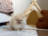 Our beautiful Pomeranian puppies are looking for a new home - foto 1
