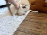 Our beautiful Pomeranian puppies are looking for a new home - foto 3