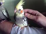 Ninfa adoptiva - foto 2
