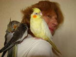 Ninfa adoptiva - foto 4