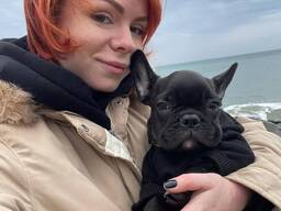 Our adorable litter French bulldog puppies is now ready to leave for their new homes!