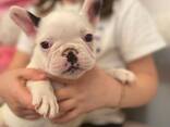 Our adorable litter French bulldog puppies is now ready to leave for their new homes! - фото 2