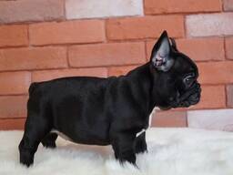 Our adorable litter French bulldog puppies is now ready to leave for their new homes!