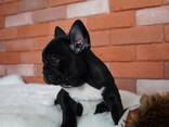 Our adorable litter French bulldog puppies is now ready to leave for their new homes! - foto 1