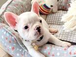 Our adorable litter French bulldog puppies is now ready to leave for their new homes! - foto 3