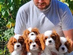 Our beautiful king Charles puppies are looking for a new home