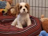 Our two sweet king charles puppies for sale puppies are looking for a loving home, - фото 2