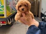 Our two adorable miniature toy poodle puppies - foto 3