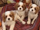 Our two sweet king charles puppies for sale puppies are looking for a loving home, - фото 1