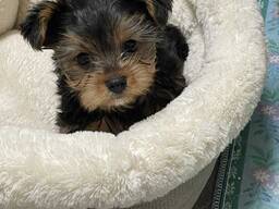 Our two Yorkshire terriers puppies