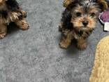 Our two Yorkshire terriers puppies - foto 1