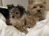 Our two Yorkshire terriers puppies - foto 2