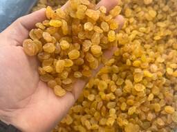 Pasas Golden Kalifar