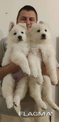 Pastor Blanco Suizo – Cachorros