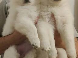 Pastor Blanco Suizo - Cachorros