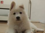 Pastor Blanco Suizo – Cachorros - foto 4