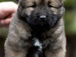 Pastor Caucásico - hermosos cachorros - foto 2