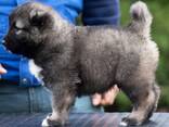 Pastor Caucásico - hermosos cachorros - foto 5