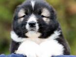 Pastor Caucásico - hermosos cachorros - foto 6