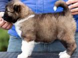 Pastor Caucásico - hermosos cachorros - foto 10
