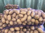 Polish potatoes: Vineta, Soraya, Queen Anne and others - фото 1