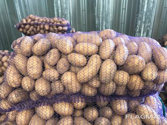 Polish potatoes: Vineta, Soraya, Queen Anne and others