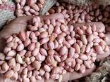 Peanunt nuts - photo 2