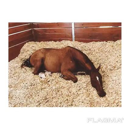 Pine Wood Shaving for Animal Bedding ready for sell