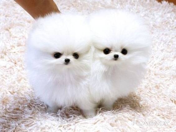 Pomeranian puppies
