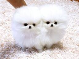 Pomeranian puppies